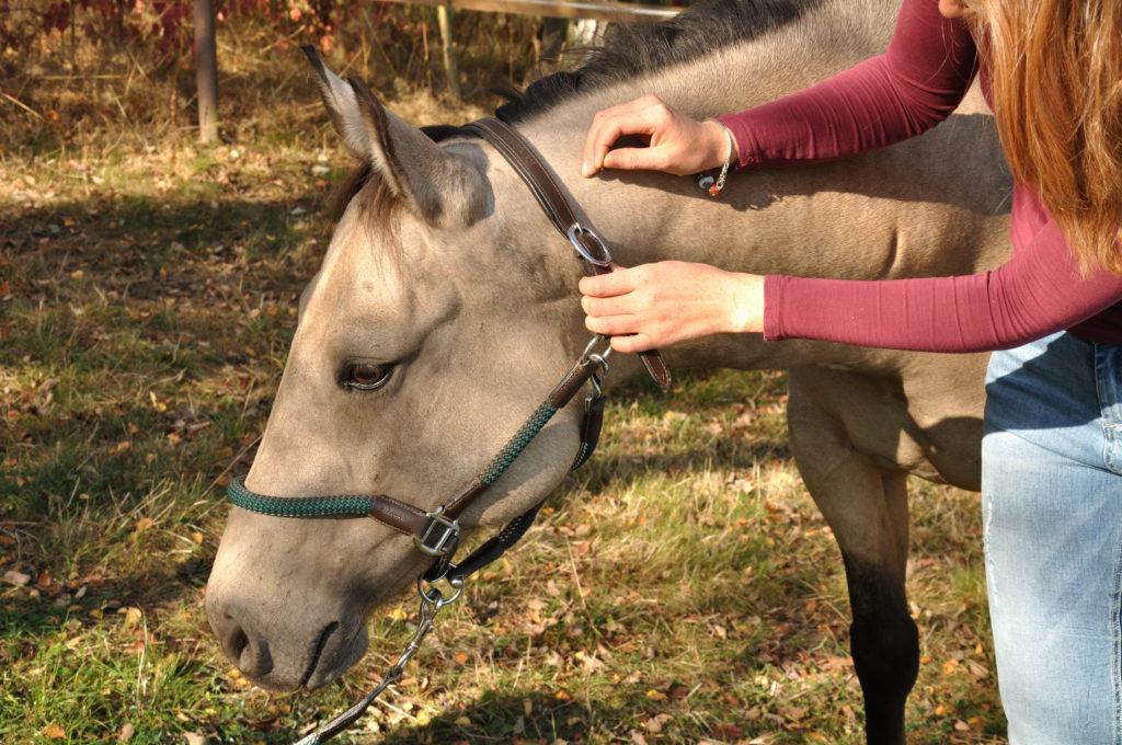 Die Akupunktur bei Pferden ist nachweisbar wirksam