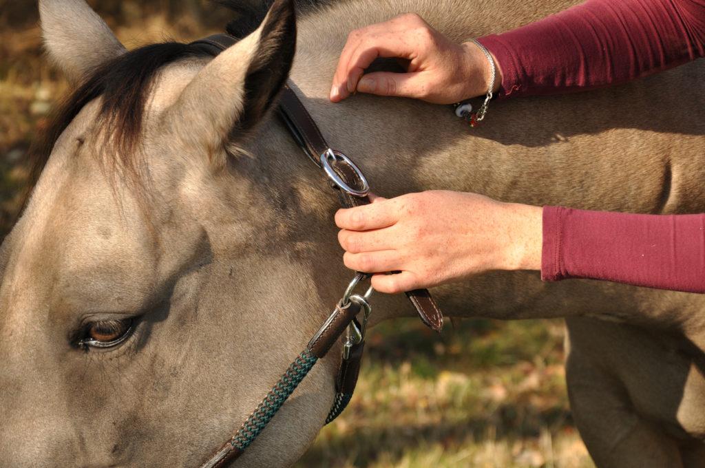 Nadeln Behandlung Pferd