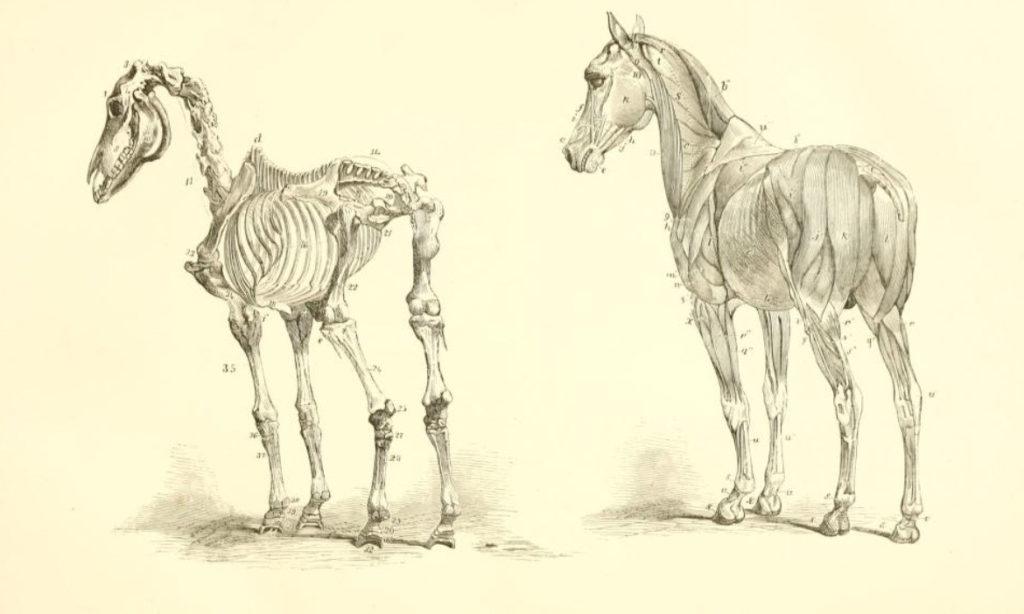 Osteopathie Pferd