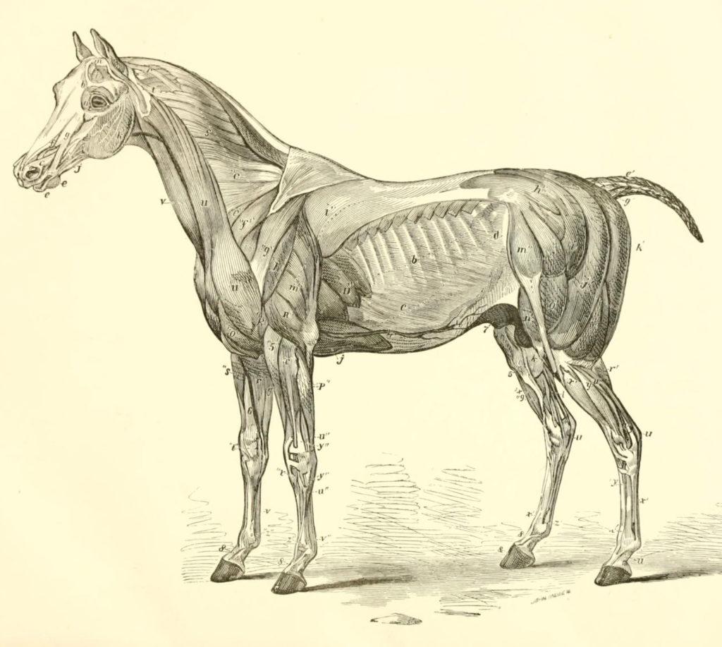 Physiotherapie Pferd