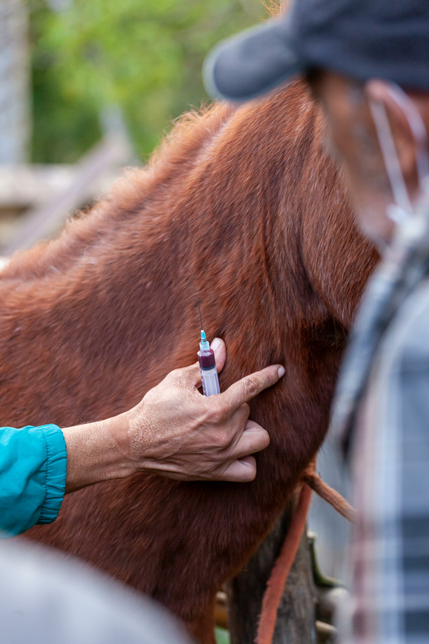 Kosten Akupunktur Pferd