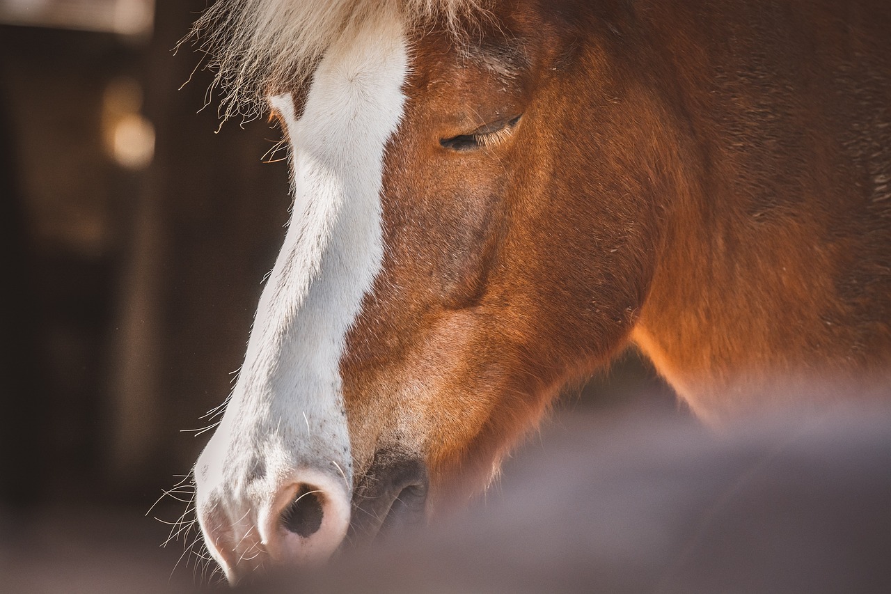 Craniosacrale Therapie bei Pferden