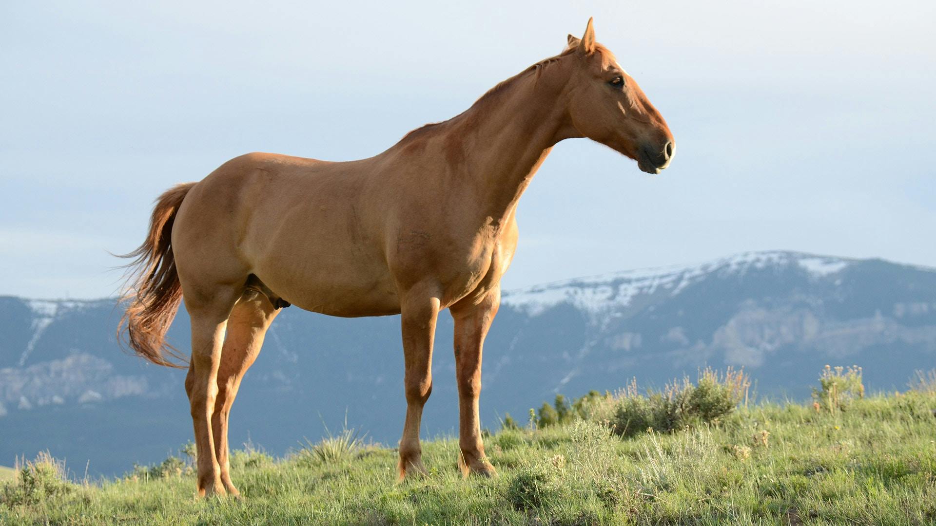 Pferd Sehne Behandlung