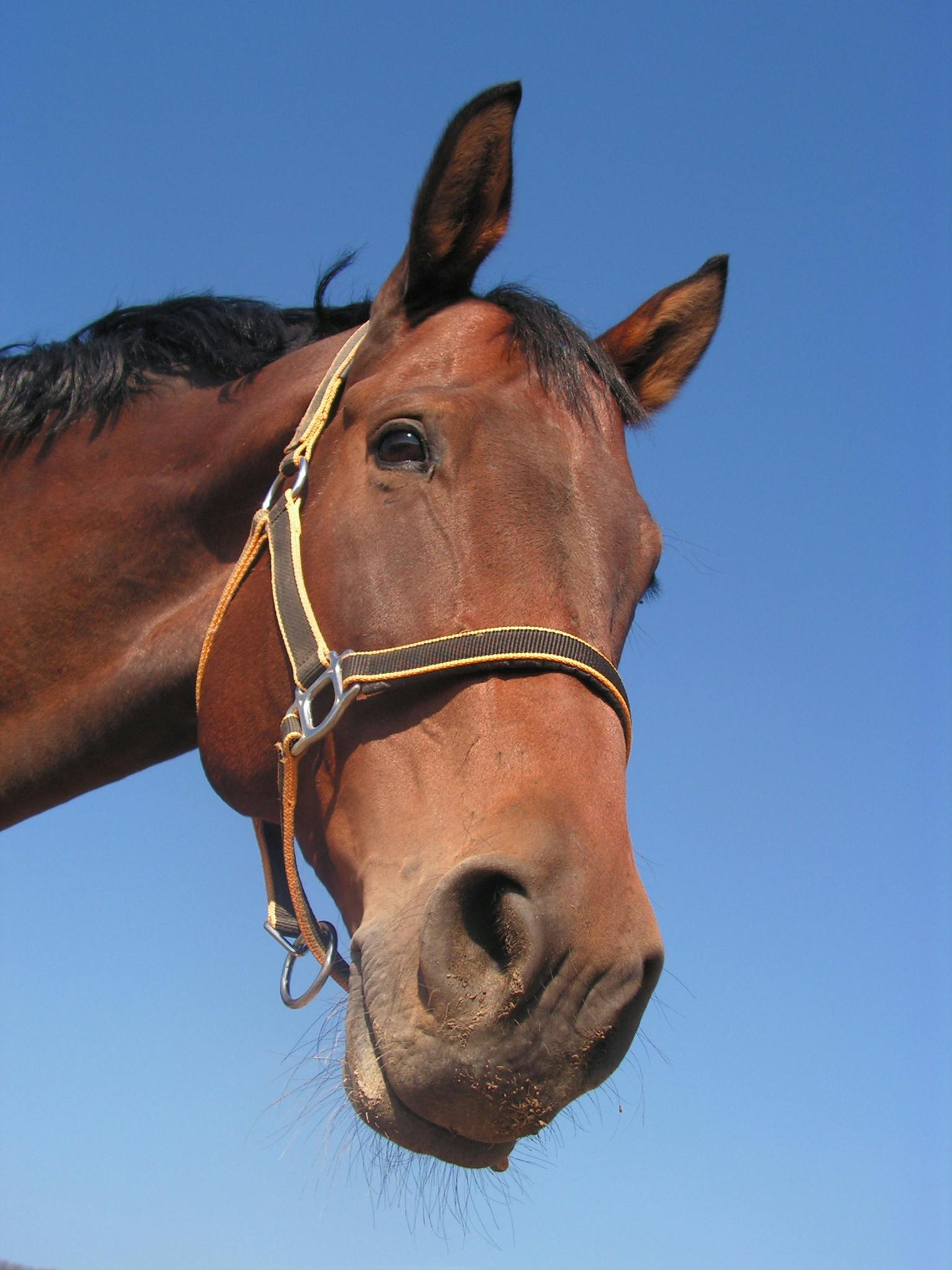 Pferd erkennen