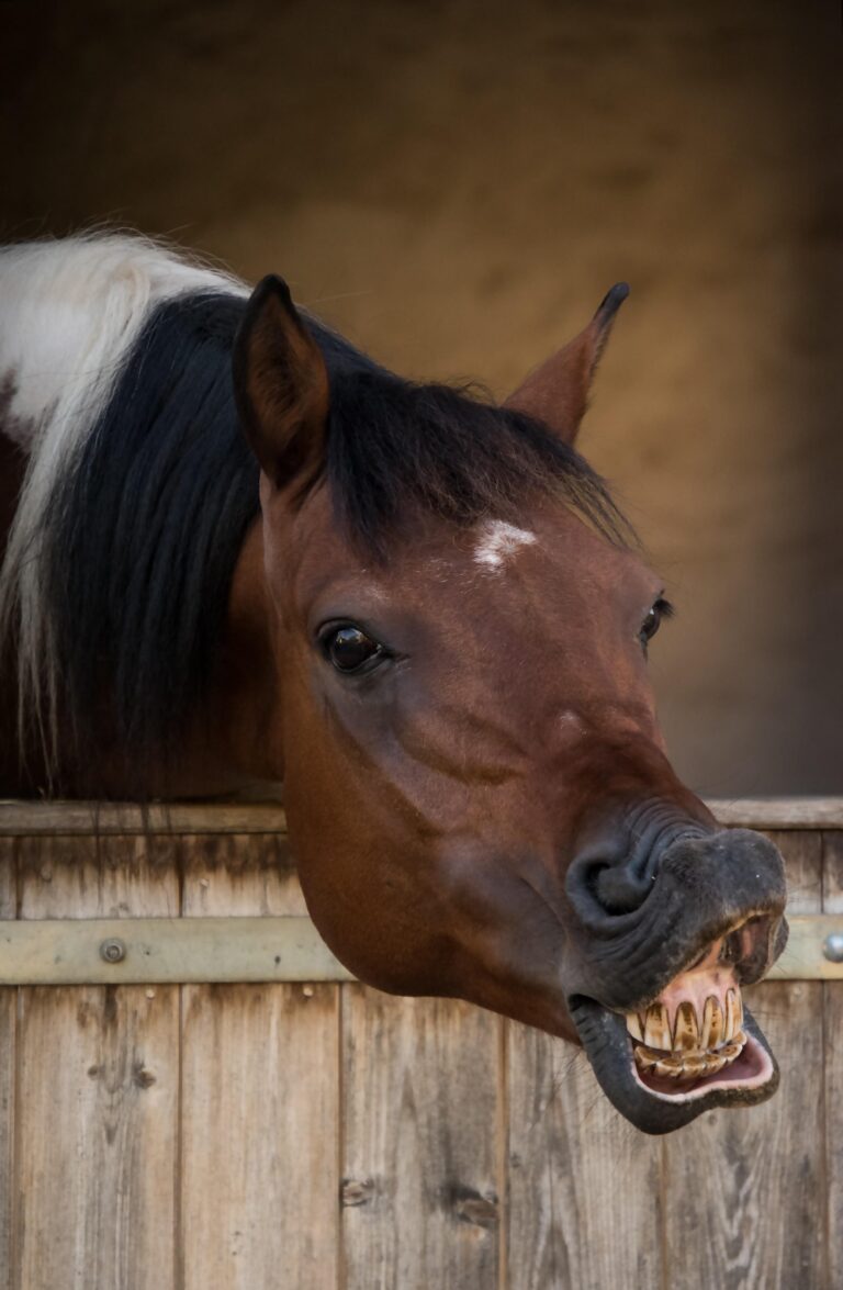 Pferd flehmt häufig