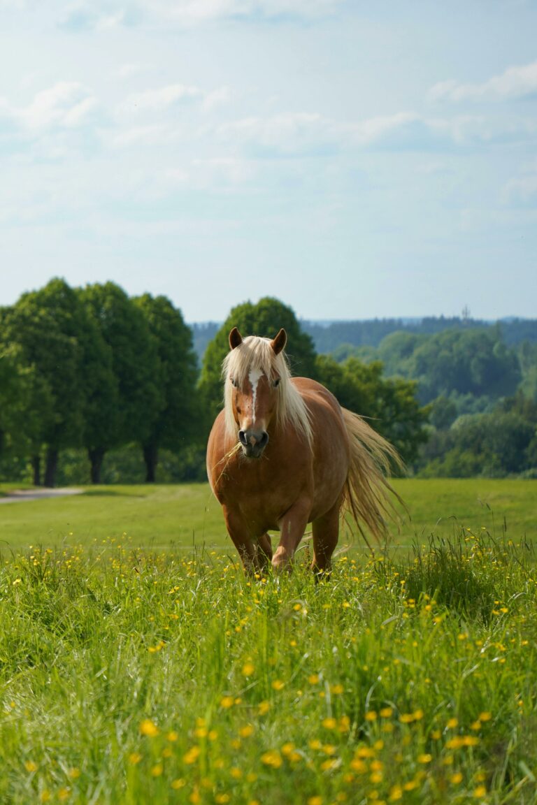 Nerven und Faszien beim Pferd